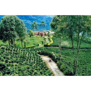 Eko darila Bio Arabica kava, 40 g
